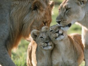 Львиное семейство фото